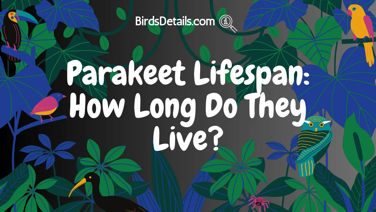 Parakeet Lifespan