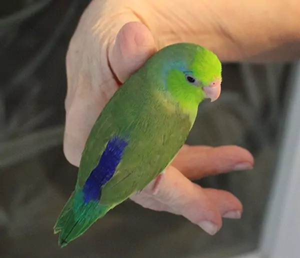 Personality and Behavior of Plain Parakeets