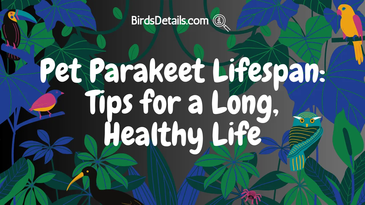 Pet Parakeet Lifespan
