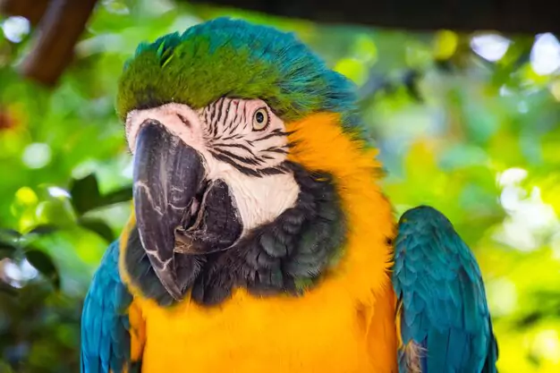 Preparing Your Home for a Macaw Parrot