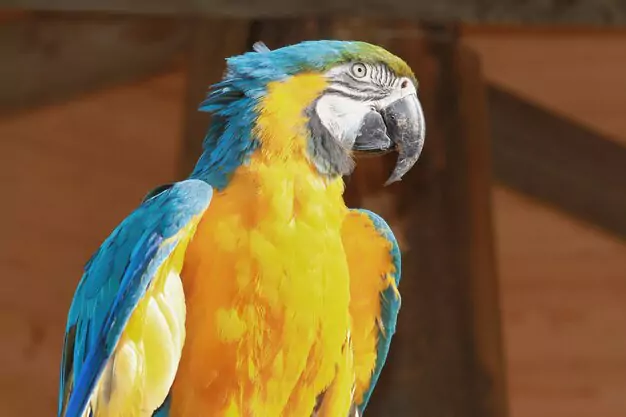 Preventive Measures For Blue And Gold Macaw Health Issues