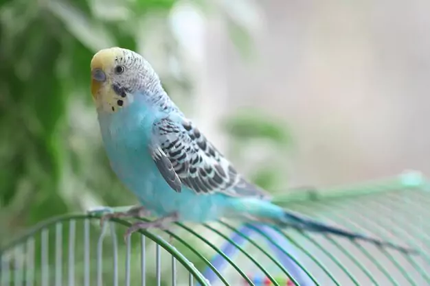 Preventive measures for common parakeet diseases