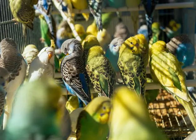 Prioritizing temperature control for your parakeet’s well-being