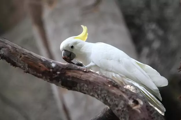 Proven Ways to Help Your Cockatoo Live Longer