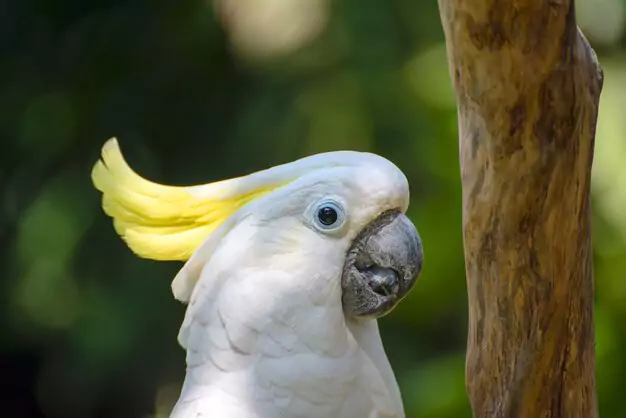 Providing a Healthy Diet for Your Cockatoo’s Longevity