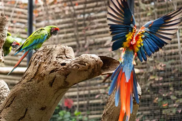 Rearing Chicks and Caring for Parent Macaws