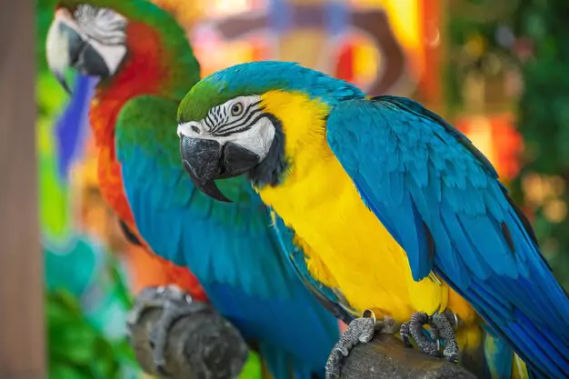 Reasons Why Macaw Parrots Can Talk and Mimic Human Speech