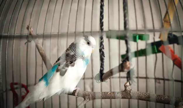 Recognizing signs of illness in pet parakeets