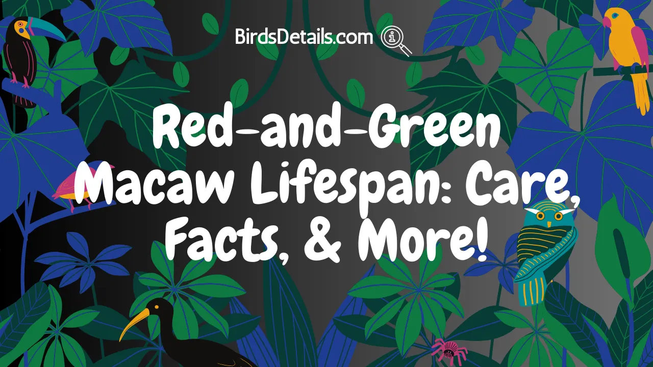 Red-and-Green Macaw Lifespan