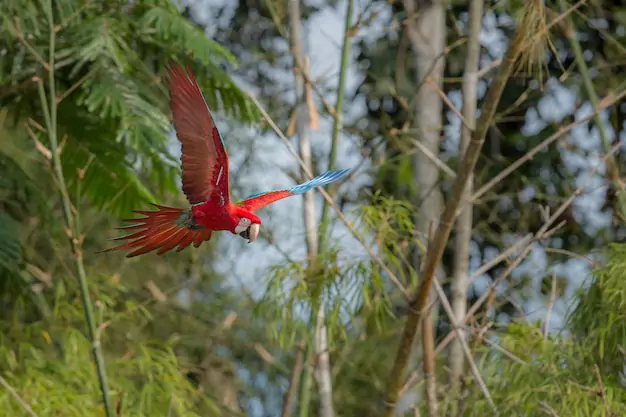 Scarlet Macaw Life History