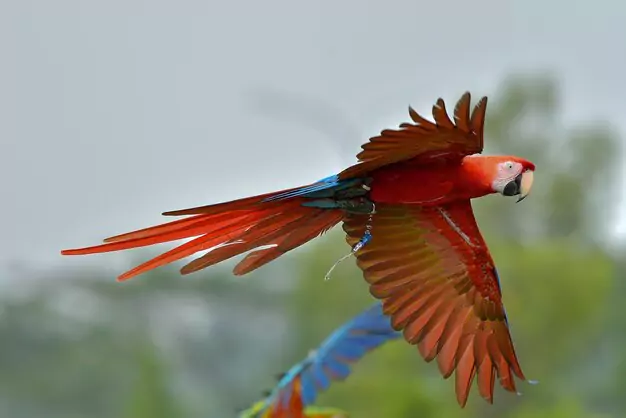 Scarlet Macaw Lifespan in Captivity