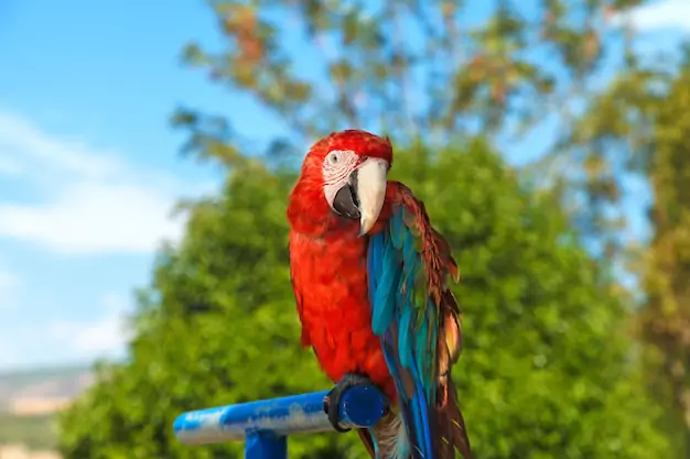 Scarlet Macaw Longevity