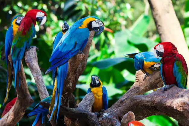 Selecting a Breeding Pair of Macaws