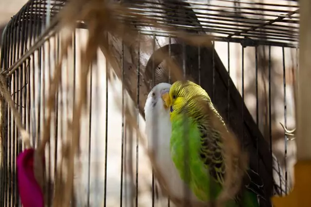 Setting Up a Birdcage for Your Parakeet or Cockatiel