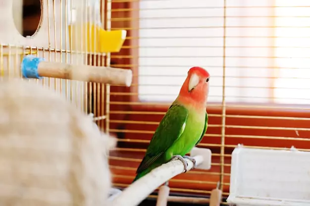 Sexual Characteristics and Behavior of Male and Female Lovebirds
