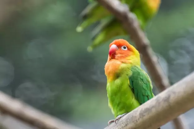 Sexual Characteristics and Behaviour of Lovebirds