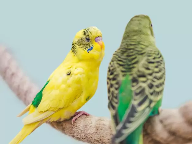 Signs of Aging in Parakeets