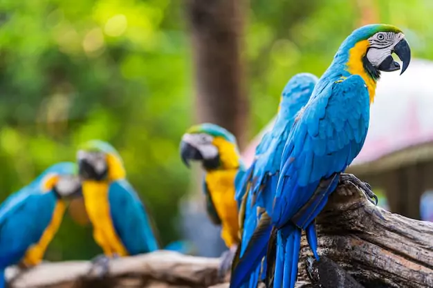Signs of Illness in Blue And Gold Macaws