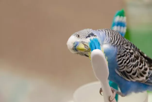 Signs of discomfort in parakeets due to cold temperature