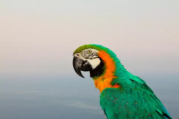 State-Wise Bird Rescue Groups Directory for Macaw Adoption