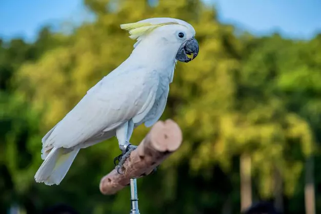 Status in the Wild and Age Calculation of Cockatoos