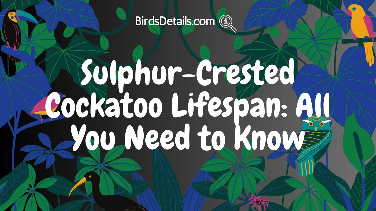 Sulphur-Crested Cockatoo Lifespan