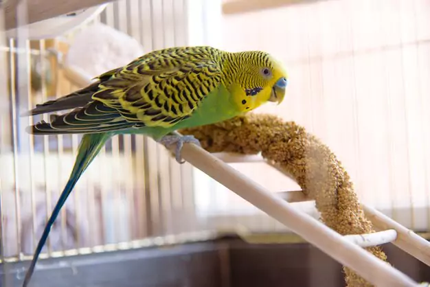 The Debate Parakeets Alone or in Pairs