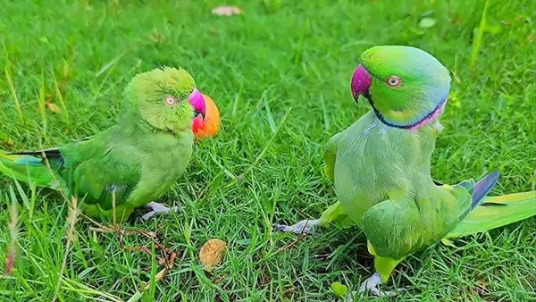 The Fascinating Origin and History of Plain Parakeet