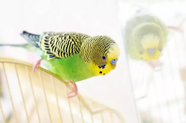 The Importance of Companionship for Parakeets