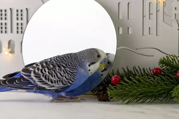 The Importance of Providing Proper Heating for Parakeets