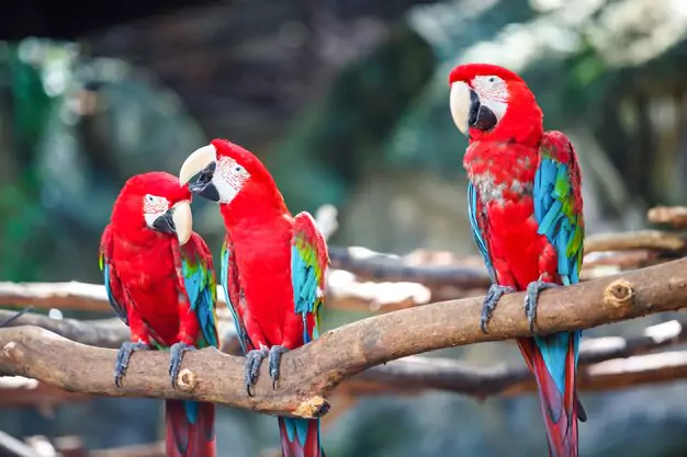 The Lifespan of Red-and-Green Macaws in the Wild