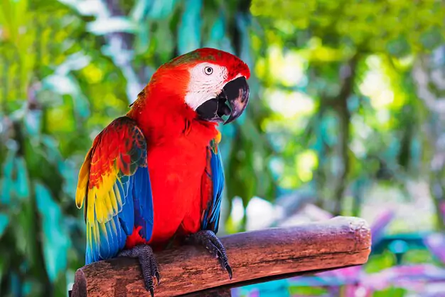 Threats to Scarlet Macaw Populations and Conservation Efforts