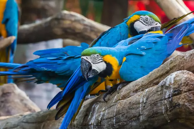 Tips for Ensuring a Long and Healthy Life for Your Pet Macaw