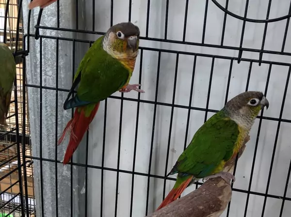 Tips for Hand-Feeding and Brooding Baby Green Cheek Conures