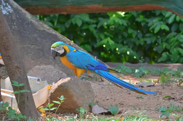 Tips for Taking Care of Your Talking Macaw Parrot