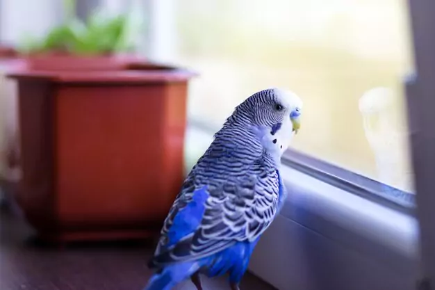 Tips for creating a warm and cozy environment for your parakeet