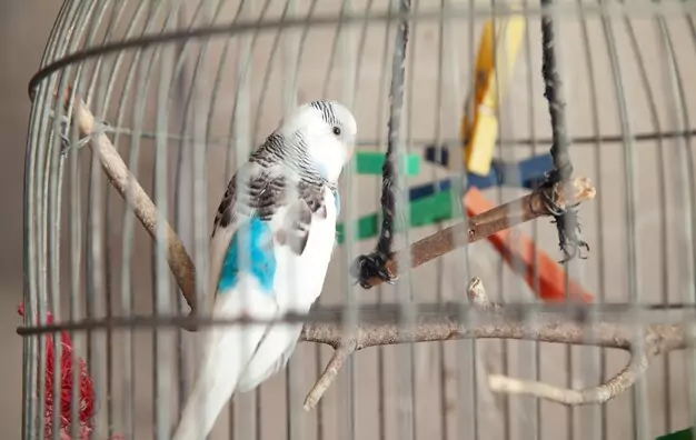 Tips for promoting mental health in parakeets