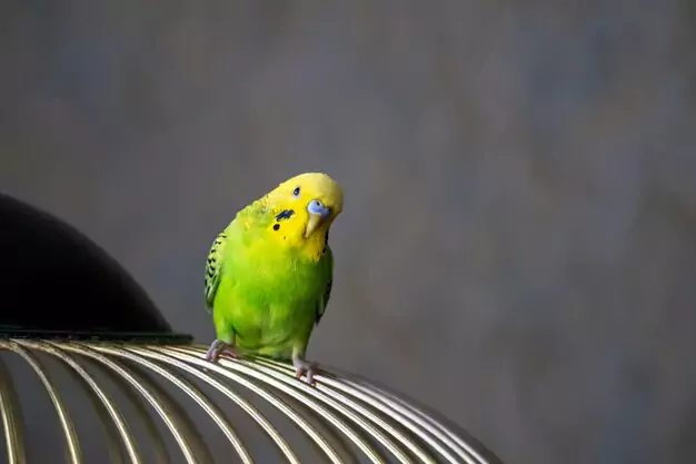 Training Techniques for Talking Parakeets