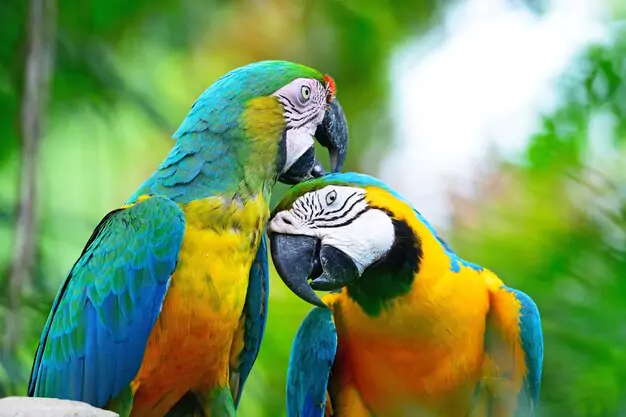 Training and Socialization Techniques for Macaws