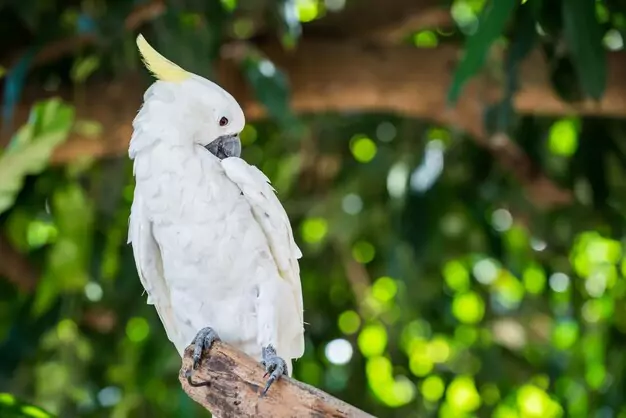 Understanding Sulphur-Crested Cockatoo Lifespan in Captivity