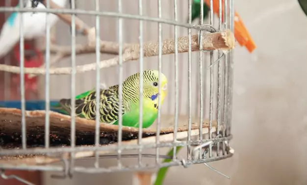 Understanding common parakeet illnesses