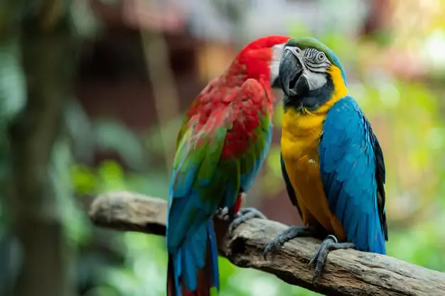 Understanding the Average Macaw Life Cycle