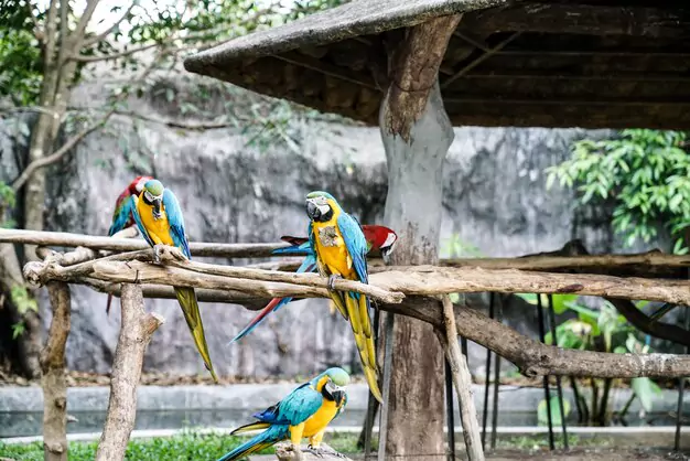 Understanding the Body Language of Your Talking Macaw Parrot