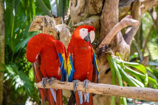 Understanding the Factors Affecting the Lifespan of Red-and-Green Macaws