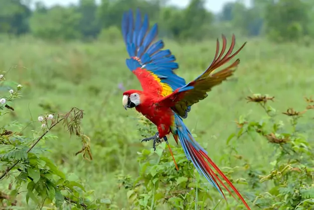 Understanding the Factors That Affect Scarlet Macaw Lifespan in Captivity
