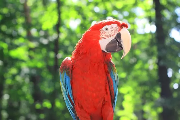 Understanding the Importance of Proper Care for a Longer Macaw Parrot Lifespan