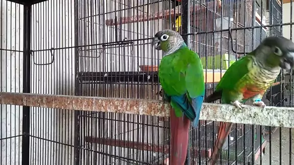 Understanding the Importance of a Proper Feeding Schedule for Green Cheek Conures