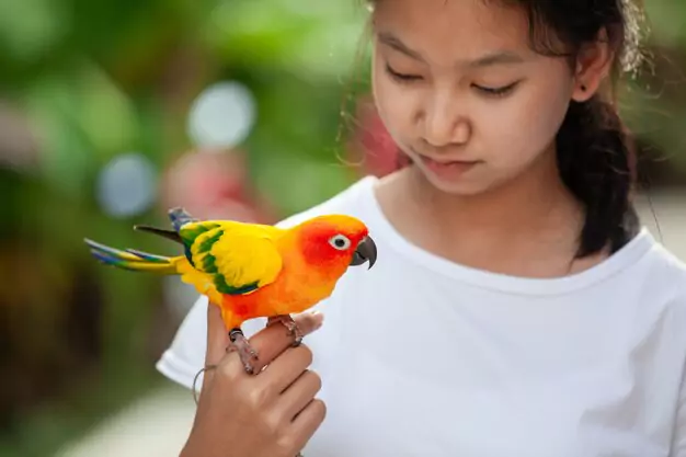 Understanding the Talking Ability of Sun Conures