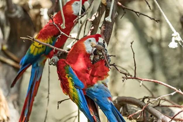 Various Subspecies of Macaws and Their Lifespans