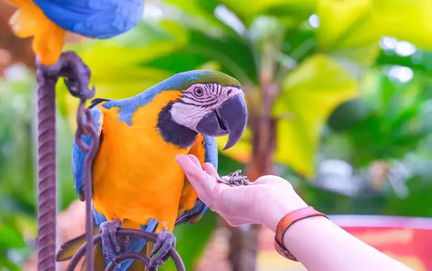 Veterinary Care for Blue And Gold Macaws